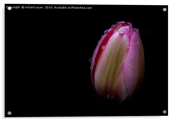 Dew Kissed Tulip Acrylic by richard sayer