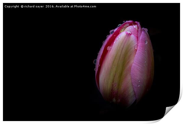 Dew Kissed Tulip Print by richard sayer