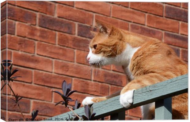 Cat On A Fence                                 Canvas Print by Malcolm Snook