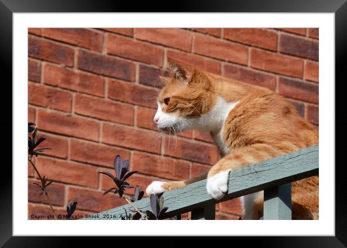 Cat On A Fence                                 Framed Mounted Print by Malcolm Snook