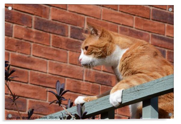 Cat On A Fence                                 Acrylic by Malcolm Snook