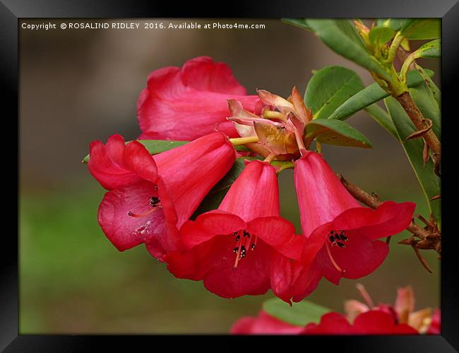 "RED RHODODENDRON" Framed Print by ROS RIDLEY