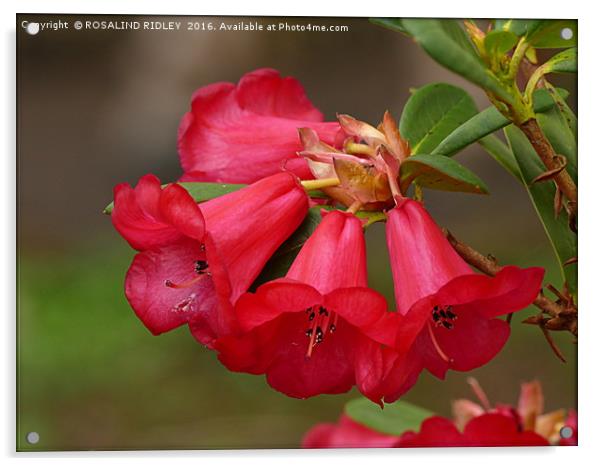 "RED RHODODENDRON" Acrylic by ROS RIDLEY