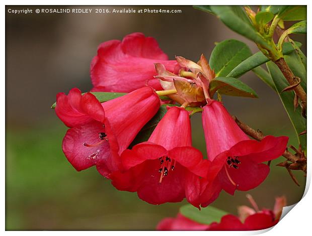 "RED RHODODENDRON" Print by ROS RIDLEY