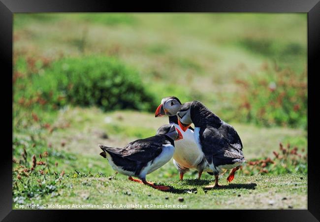 Puffin Talk, Skomer Island, Pembrokeshire Framed Print by Wolfgang Ackermann