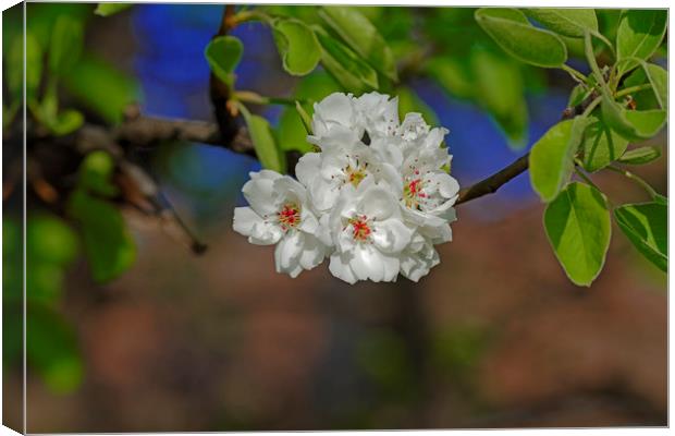Blossom cherry in its own shadow Canvas Print by Adrian Bud