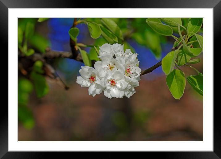 Blossom cherry in its own shadow Framed Mounted Print by Adrian Bud