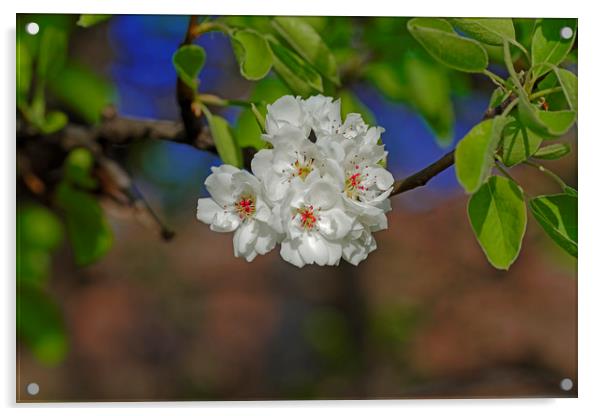 Blossom cherry in its own shadow Acrylic by Adrian Bud