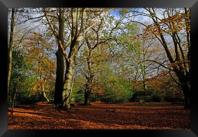 Epping Forest Framed Print by Diana Mower