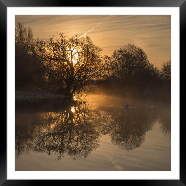Swan in the morning mist Framed Mounted Print by Sue MacCallum- Stewart