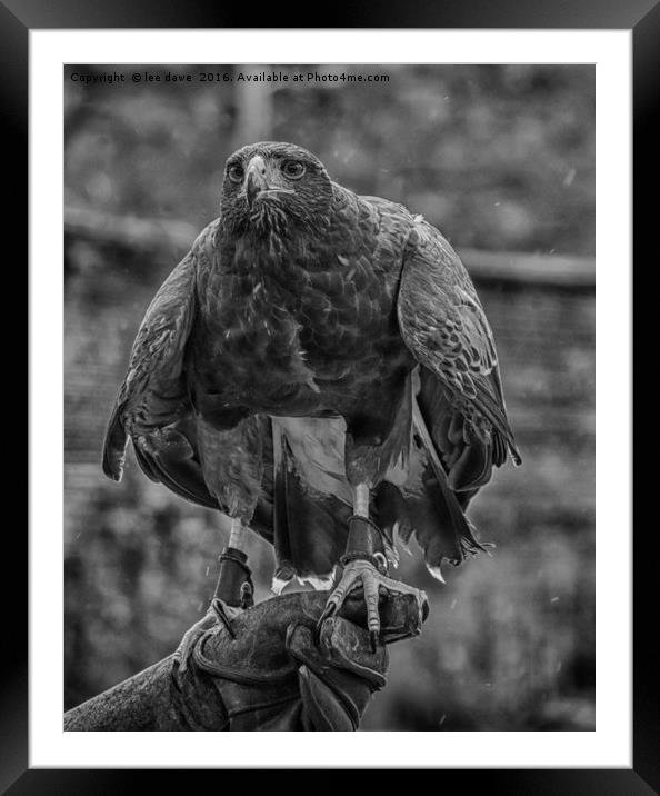 Ready To Fly Framed Mounted Print by Images of Devon