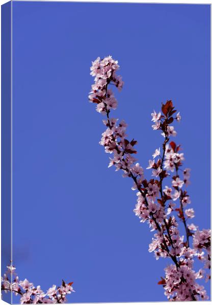 Blossom cherry branch on blue sky Canvas Print by Adrian Bud