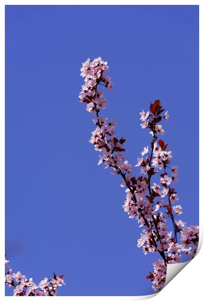 Blossom cherry branch on blue sky Print by Adrian Bud