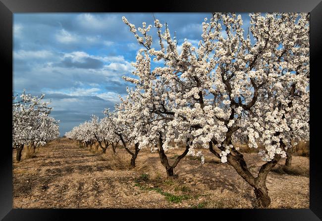 Almond Blossom in Spain Framed Print by Joyce Storey
