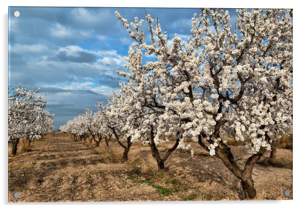 Almond Blossom in Spain Acrylic by Joyce Storey