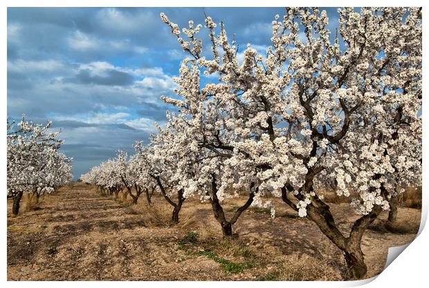 Almond Blossom in Spain Print by Joyce Storey