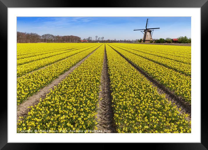 Daffodils bulb field with a windmill in the backgr Framed Mounted Print by Ankor Light