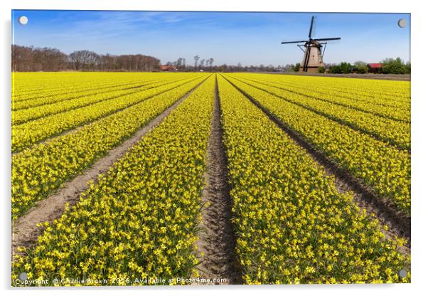 Daffodils bulb field with a windmill in the backgr Acrylic by Ankor Light