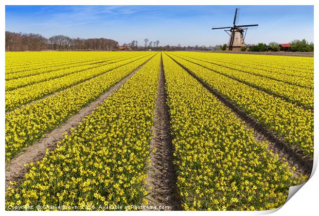 Daffodils bulb field with a windmill in the backgr Print by Ankor Light
