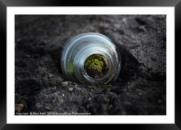 Moss inside glass bottle Framed Mounted Print by Mary Rath