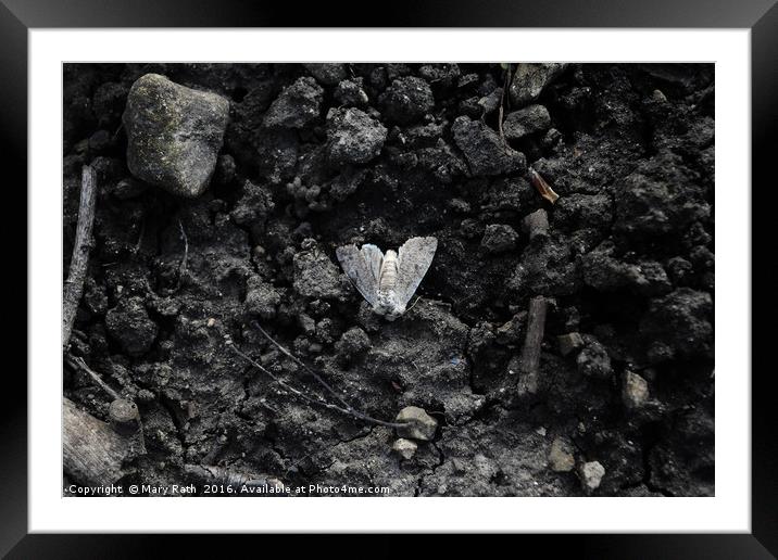 Grey moth Framed Mounted Print by Mary Rath
