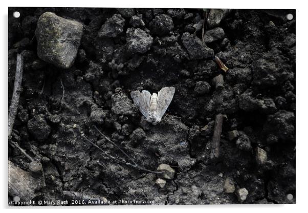 Grey moth Acrylic by Mary Rath