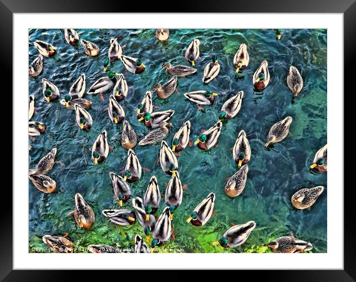 Duck Swarm Framed Mounted Print by Gary Barratt