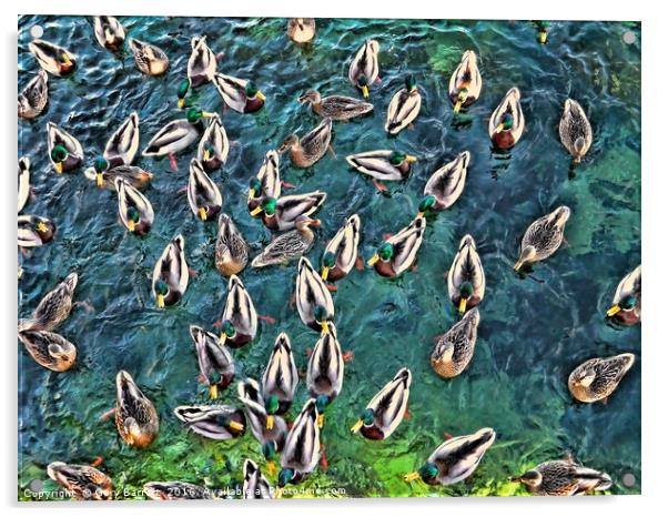 Duck Swarm Acrylic by Gary Barratt