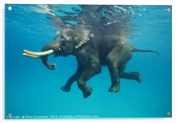 Swimming elephant Acrylic by Mike Korostelev