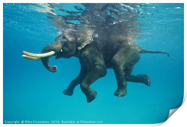 Swimming elephant Print by Mike Korostelev