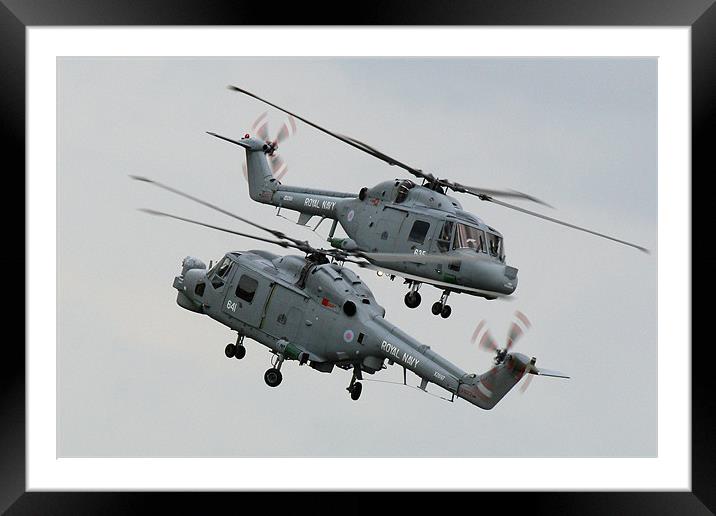 Navy lynx display Framed Mounted Print by Oxon Images
