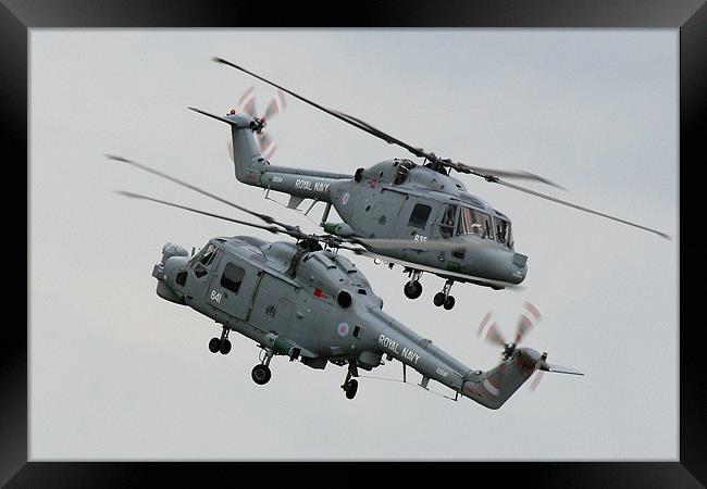 Navy lynx display Framed Print by Oxon Images