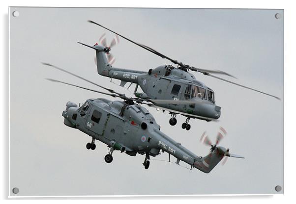 Navy lynx display Acrylic by Oxon Images