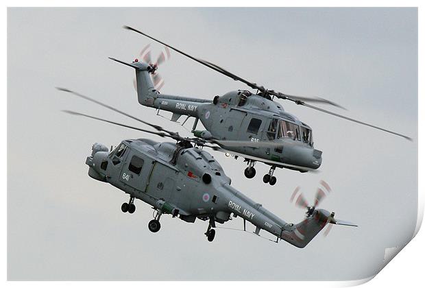 Navy lynx display Print by Oxon Images
