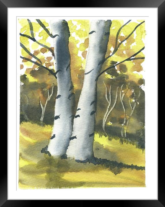 Silver Birch Forest Framed Mounted Print by Malcolm Snook