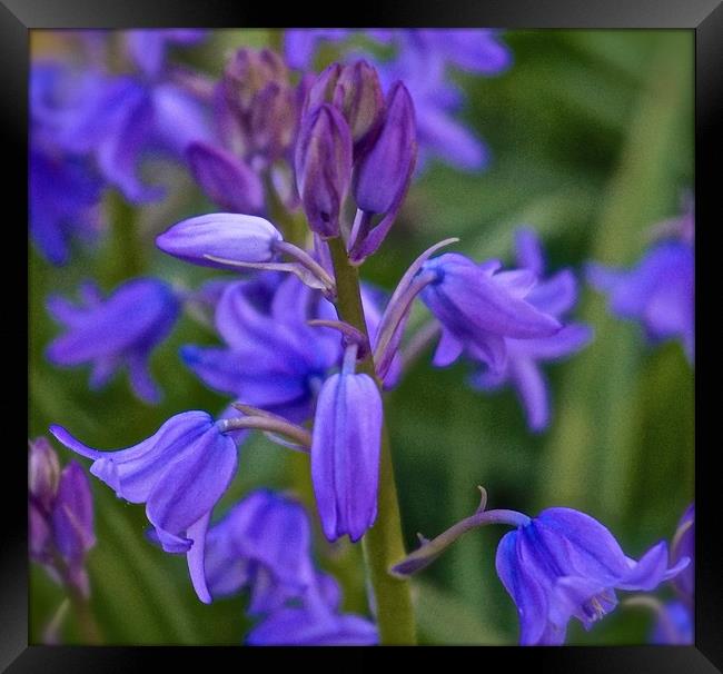 Bluebell Flowers                                Framed Print by Sue Bottomley