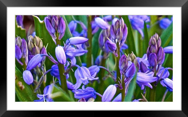 Wild Bluebells                               Framed Mounted Print by Sue Bottomley