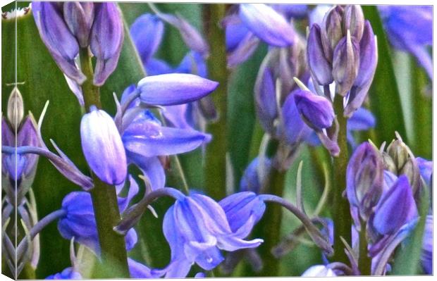 Wild Bluebell Flowers                              Canvas Print by Sue Bottomley