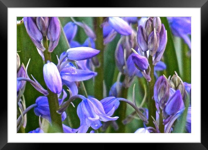 Wild Bluebell Flowers                              Framed Mounted Print by Sue Bottomley