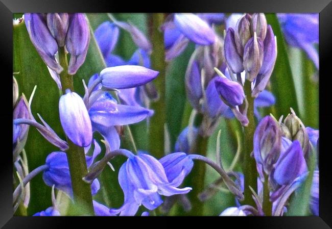 Wild Bluebell Flowers                              Framed Print by Sue Bottomley