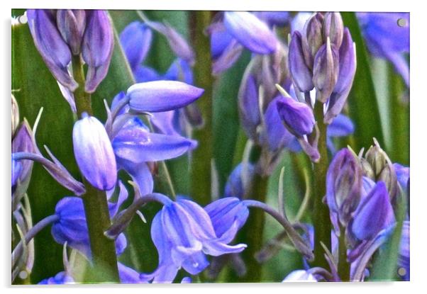 Wild Bluebell Flowers                              Acrylic by Sue Bottomley