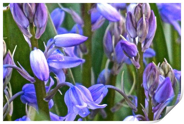 Wild Bluebell Flowers                              Print by Sue Bottomley