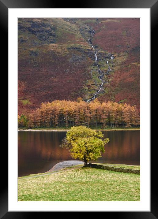 Autumnal colour. Buttermere, Cumbria, UK. Framed Mounted Print by Liam Grant