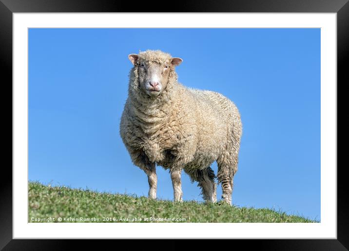 sheep Framed Mounted Print by Kelvin Rumsby