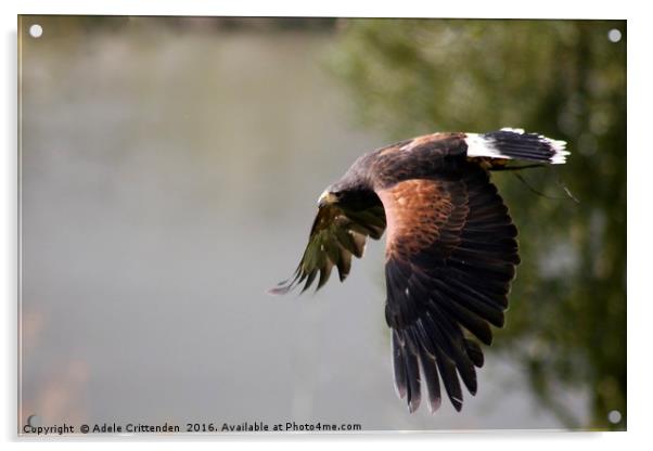 Falcon in mid flight Acrylic by Adele Crittenden