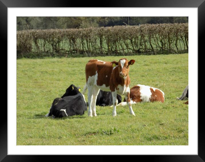 the brown calf Framed Mounted Print by paul ratcliffe