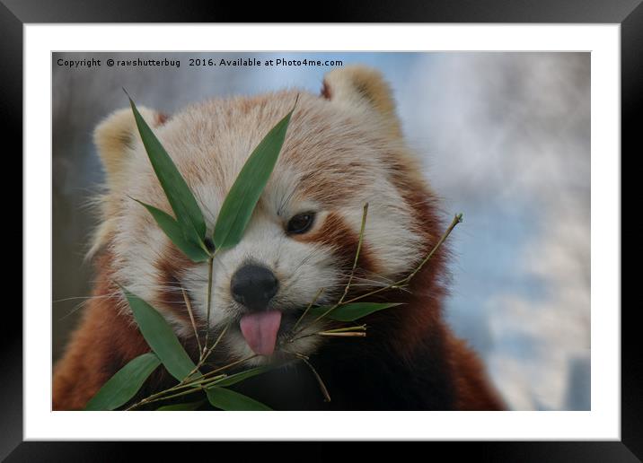 Cheeky Red Panda Framed Mounted Print by rawshutterbug 
