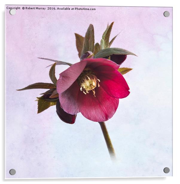 Lenten Rose Acrylic by Robert Murray