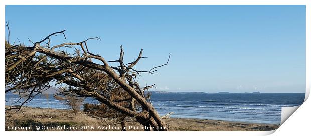 Windswept Pine Print by Chris Williams