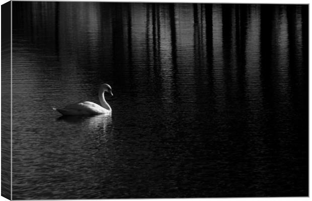 Solitary swan on a Scottish Lake Canvas Print by Sonia Packer